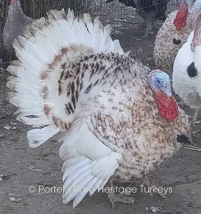 Harvey Speckled