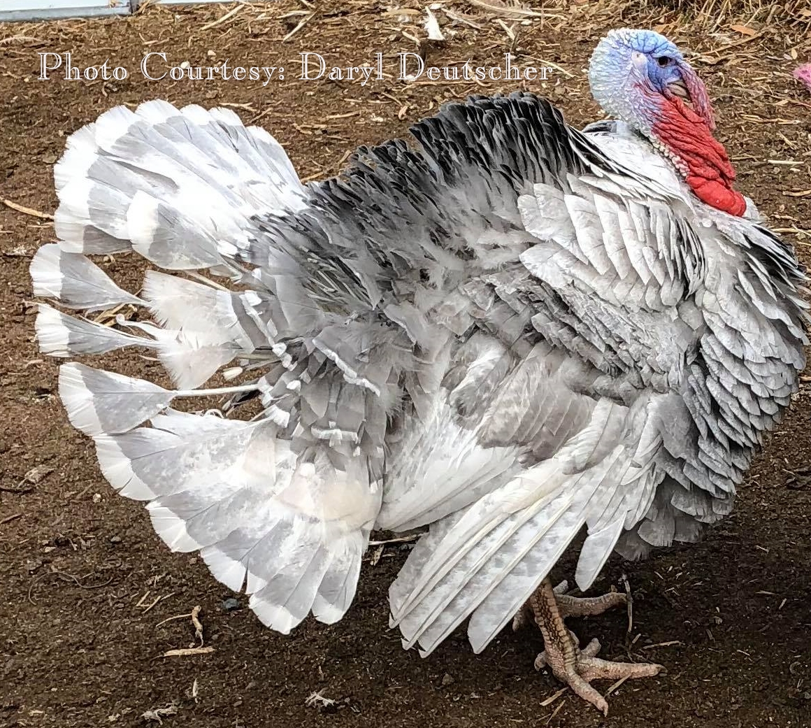 Mottled Recessive Slate