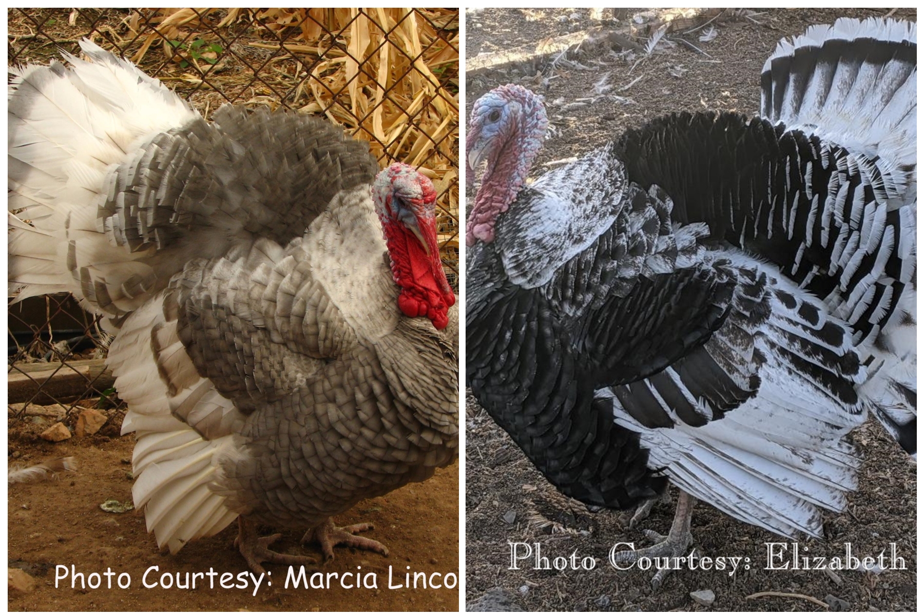 Oregon Blue and Gray Combo Turkey Poults